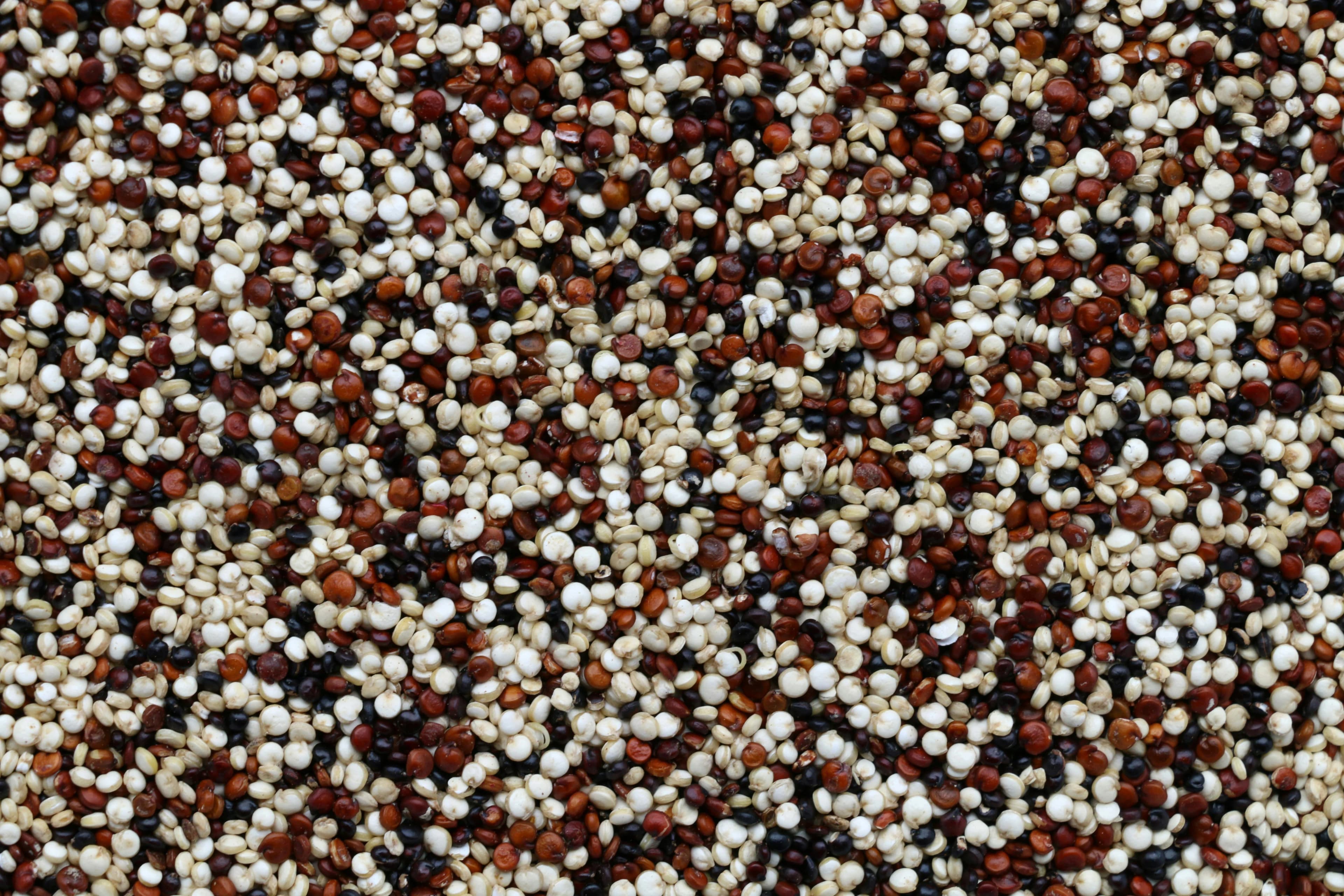 Quinoa in Nepal: Benefits, Price, How to Cook & More